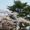 松と桜と