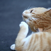 －みんな行っちゃったニャー!!－