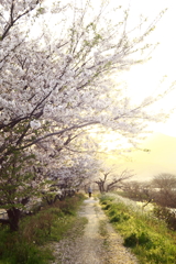 －sakura story－3-1