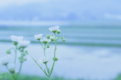 －雨季を過ごして－