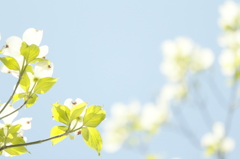 the sky in the spring（春空）