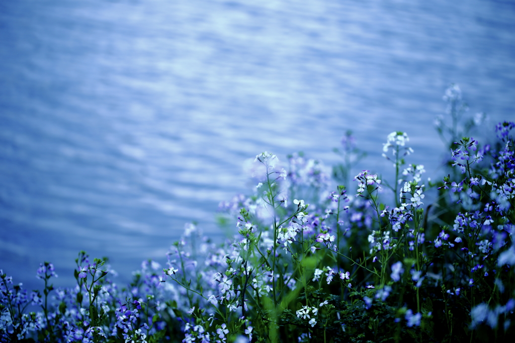 2-2　－lake side－...春の畔