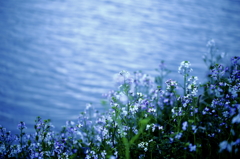 2-2　－lake side－...春の畔