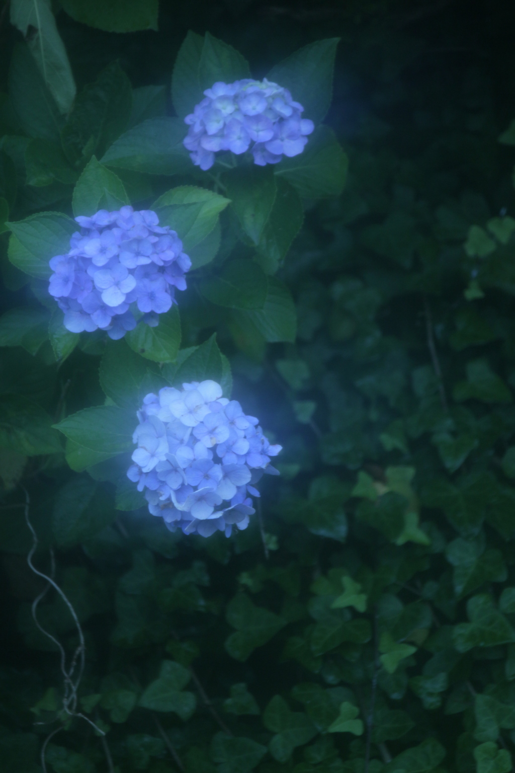 －窓越しのあじさい－
