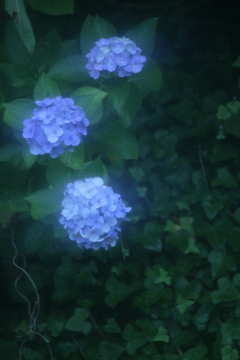 －窓越しのあじさい－