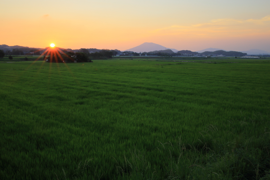 －稲田の夕暮れ－