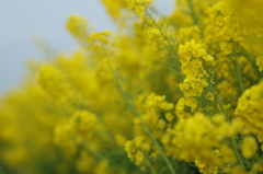 この花が咲く頃に・・・