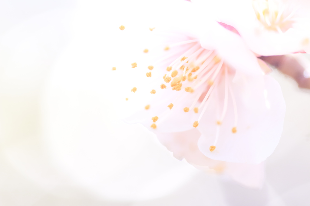 梅光
