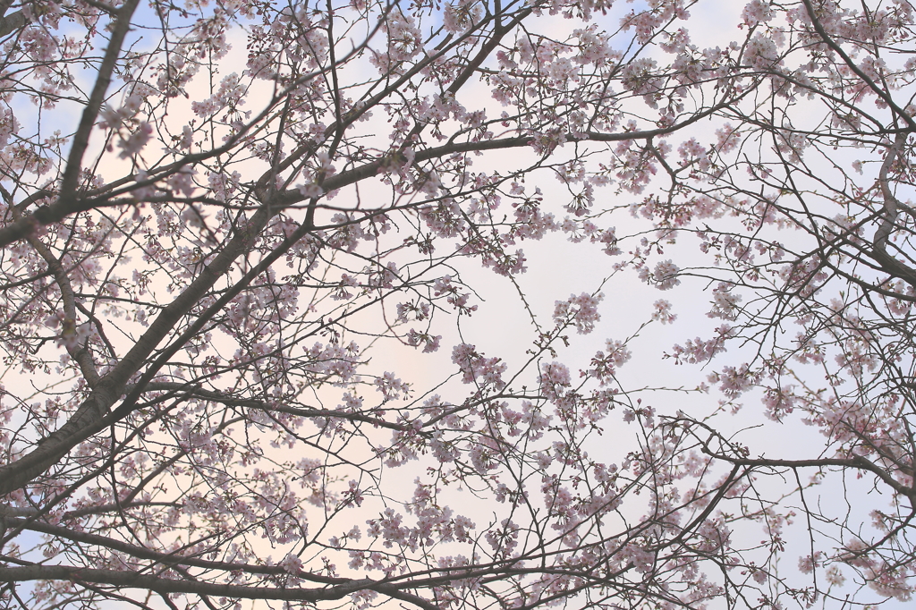 －yuuzakura－夕桜