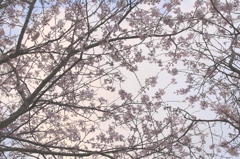 －yuuzakura－夕桜