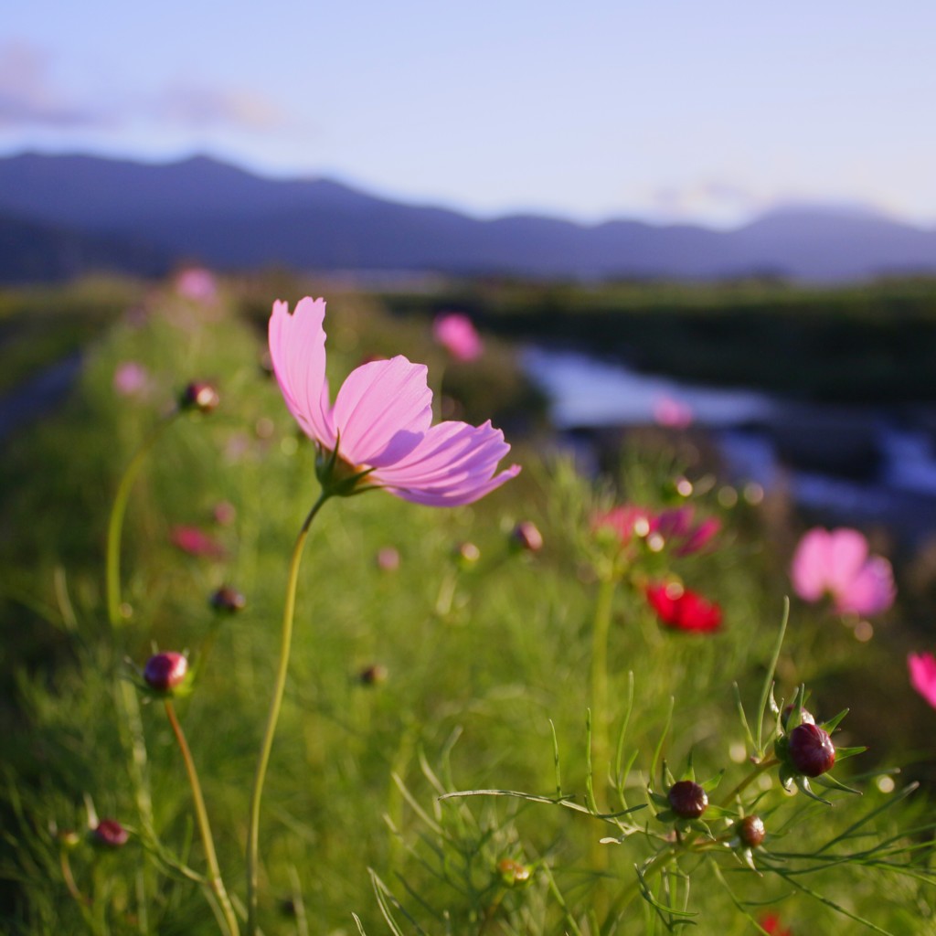 ―yuugurejouwa―夕暮れ情話