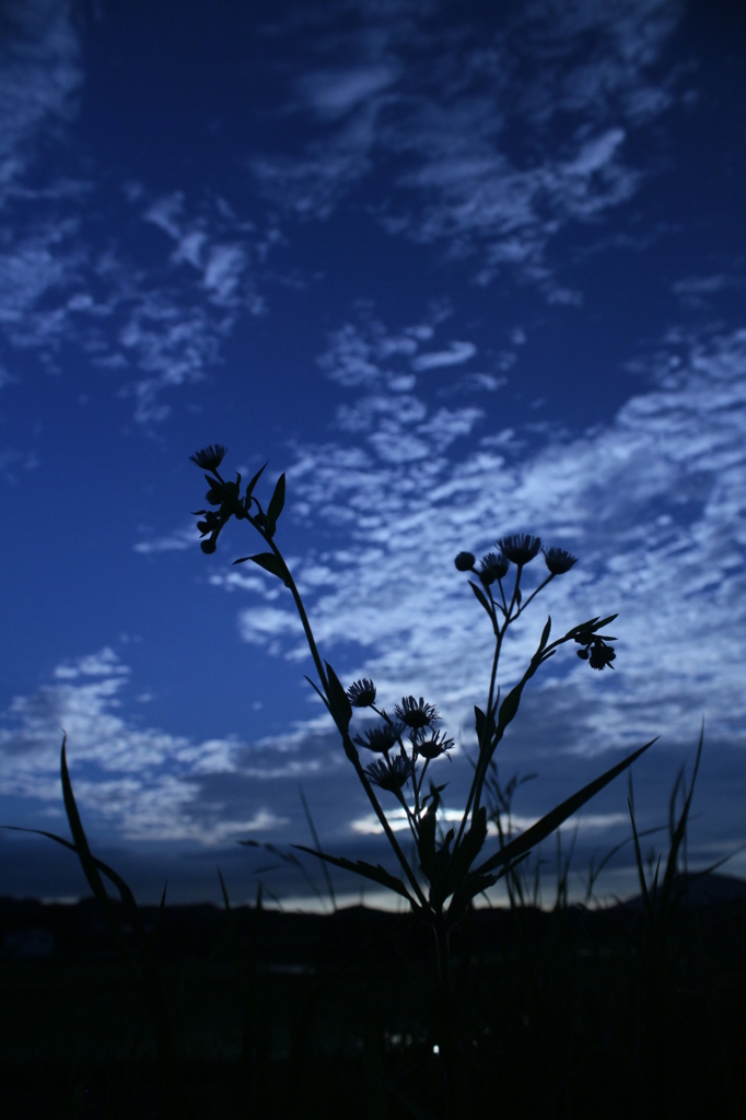 －innocent world－