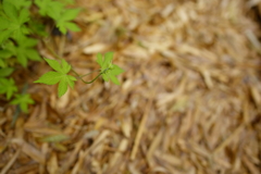 －雨の竹林道より－