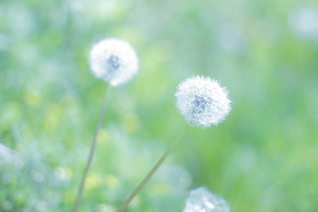 season　惜春の時