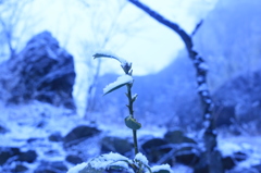 春はまだ？