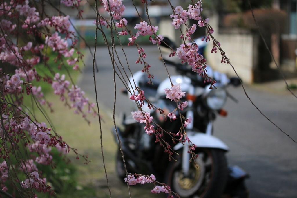 枝垂れ桜