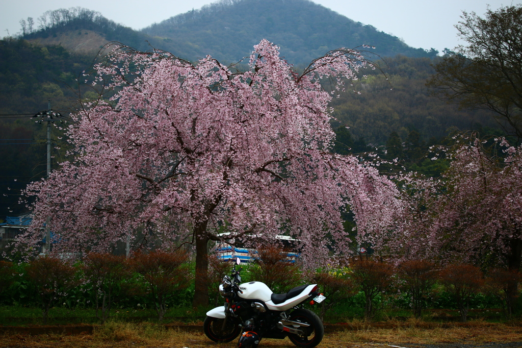 桜ツーリング