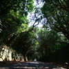 参道
