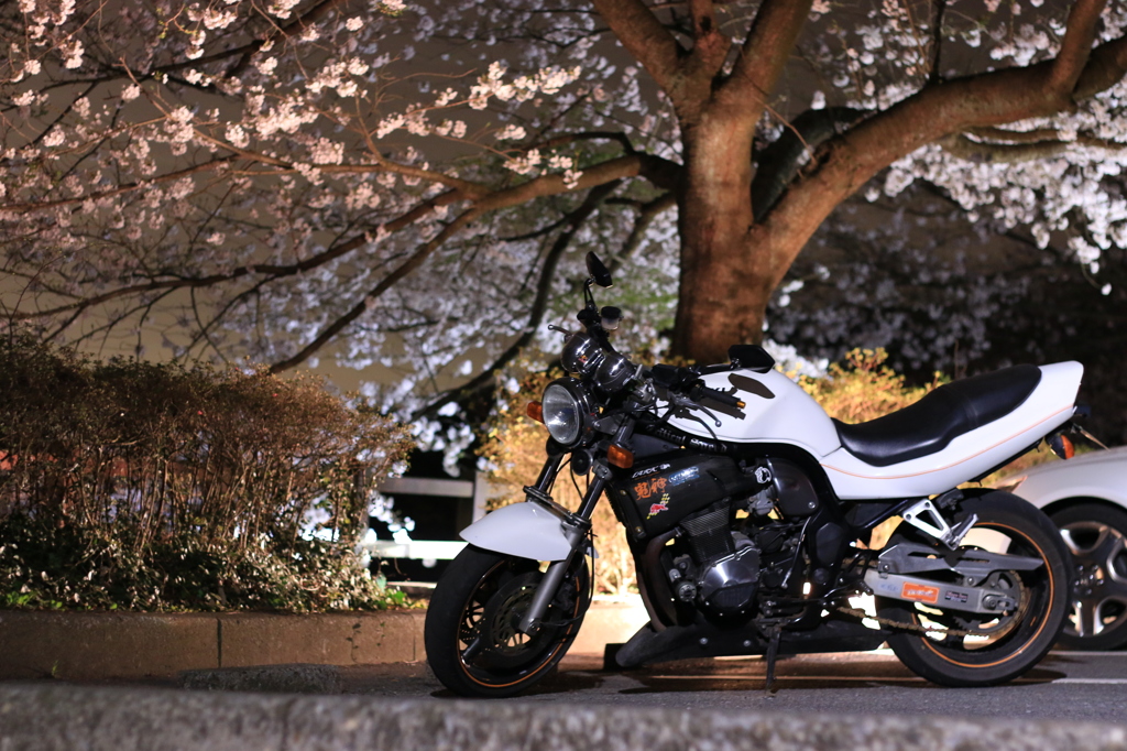 バイクと桜