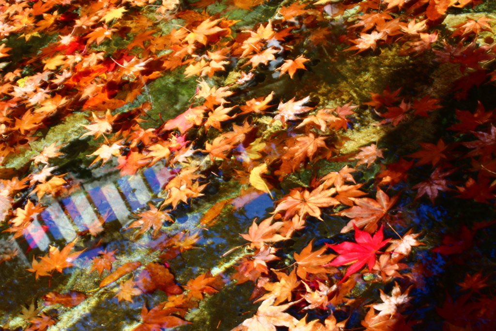 紅一点　