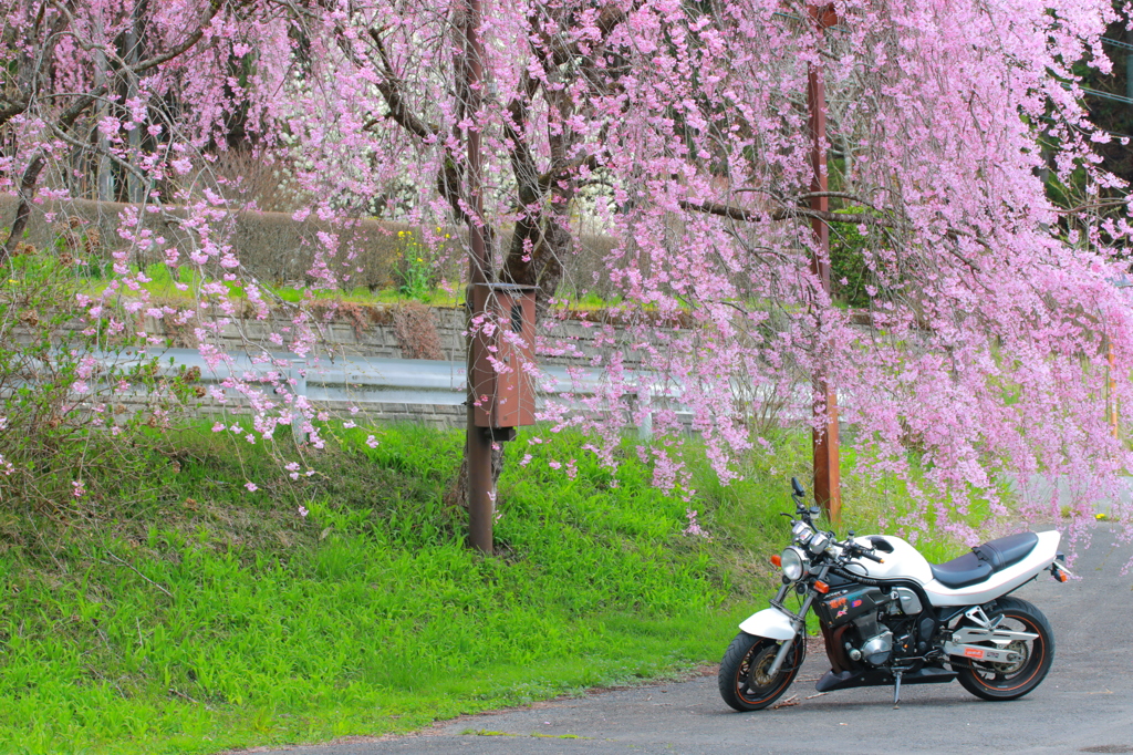 枝垂れ桜の下で
