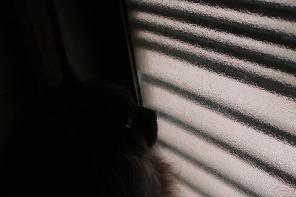 不透明な明かりの先に思いを馳せる