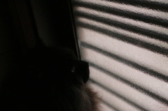 不透明な明かりの先に思いを馳せる