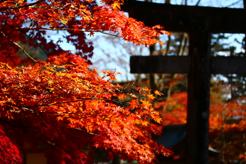 照紅葉