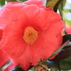 大輪花
