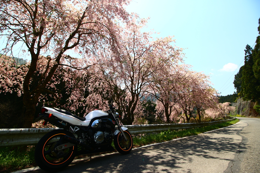 枝垂れ桜