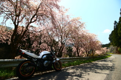 枝垂れ桜