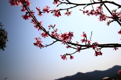 富士桜