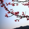 富士桜