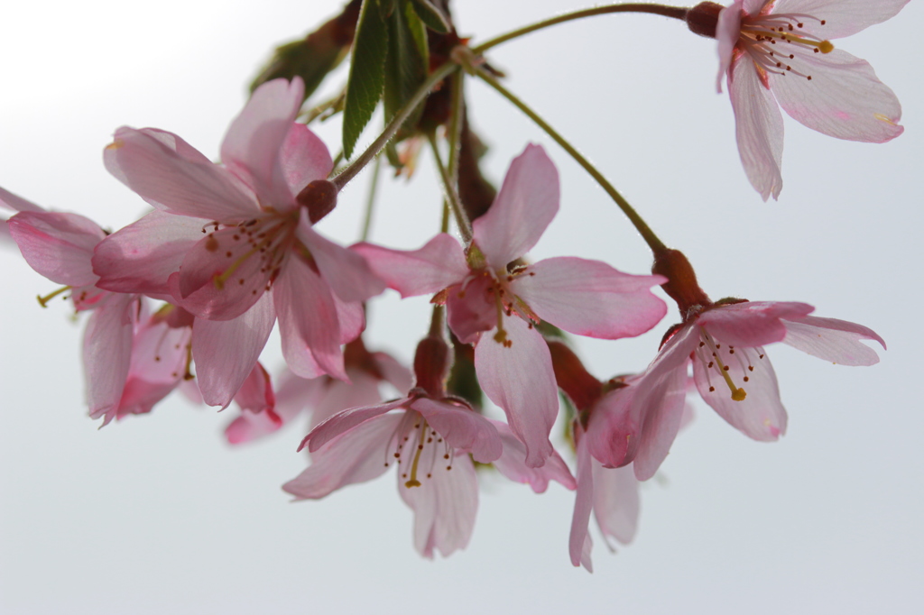 枝垂れ桜