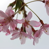 枝垂れ桜
