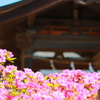 お寺のツツジ