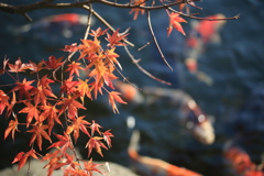 鯉と紅葉