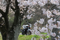 桜ツーリング