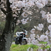 桜ツーリング