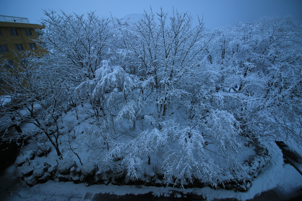 雪の花、満開。