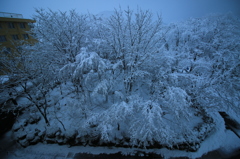 雪の花、満開。