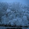 雪の花、満開。