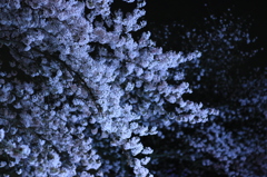 夜桜