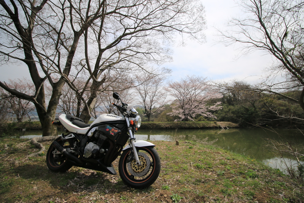 桜ツーリング