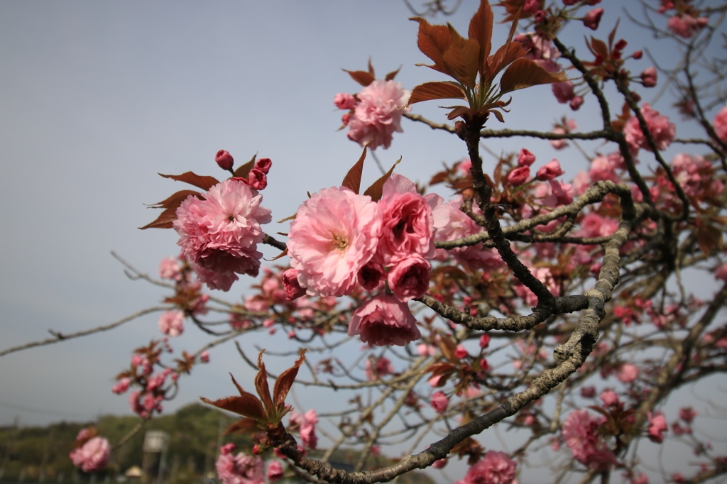 八重桜