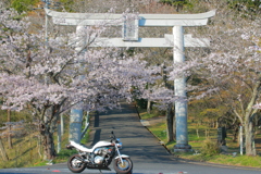 桜まつり