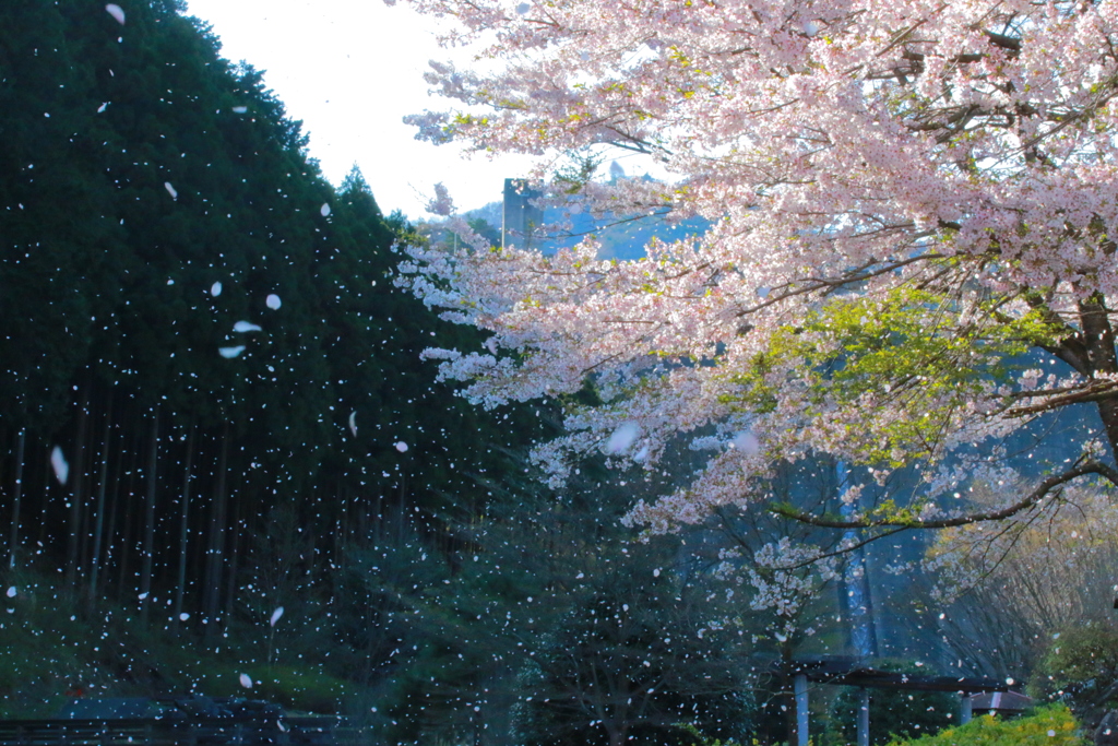 桜吹雪
