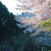 桜吹雪
