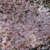 花散らし