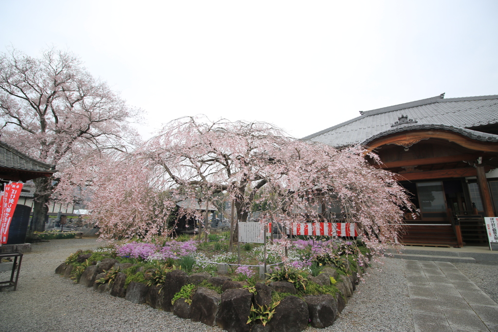 ぼけ封じの寺　親子枝垂れ